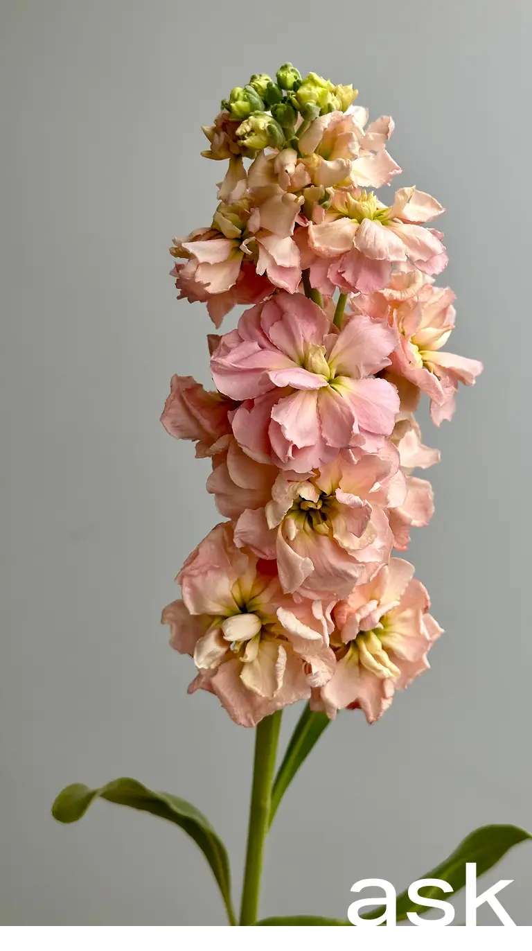 stockの花